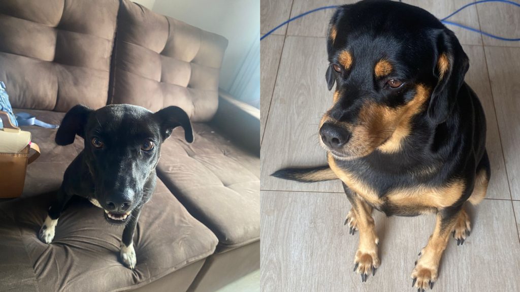 Gestante procura lar para deixar cães; ela está com problemas de saúde e não tem espaço para os animais