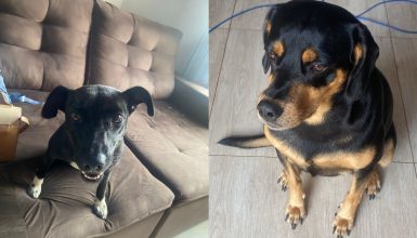 Imagem referente a Gestante procura lar para deixar cães; ela está com problemas de saúde e não tem espaço para os animais