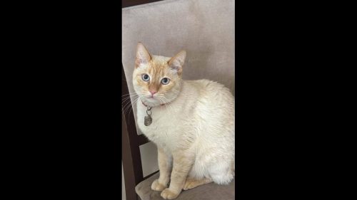 Gato Mingau desapareceu no bairro Pioneiros Catarinenses Gato Mingau desapareceu no bairro Pioneiros Catarinenses