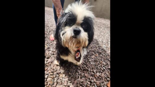 Cachorro é encontrado no bairro Maria Luiza Cachorro é encontrado no bairro Maria Luiza