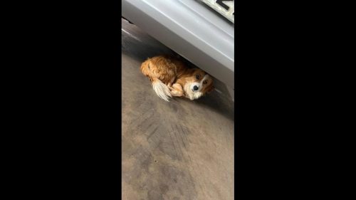 Cachorra é encontrada na rodovia BR 277 Cachorra é encontrada na rodovia BR 277