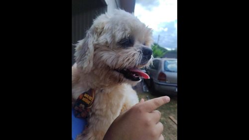 Cachorro é encontrado no bairro Santa Cruz Cachorro é encontrado no bairro Santa Cruz