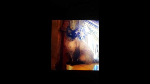 Gato Bidu desapareceu no bairro Brasmadeira Gato Bidu desapareceu no bairro Brasmadeira