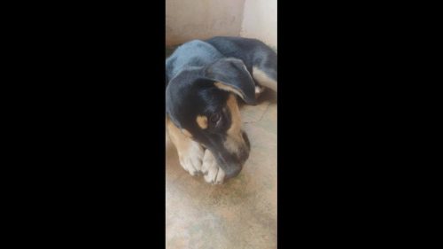 Cachorra Gorda desapareceu no bairro Cascavel Velho Cachorra Gorda desapareceu no bairro Cascavel Velho
