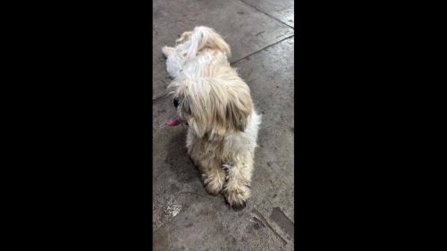 Cachorro é encontrado no bairro Cancelli Cachorro é encontrado no bairro Cancelli