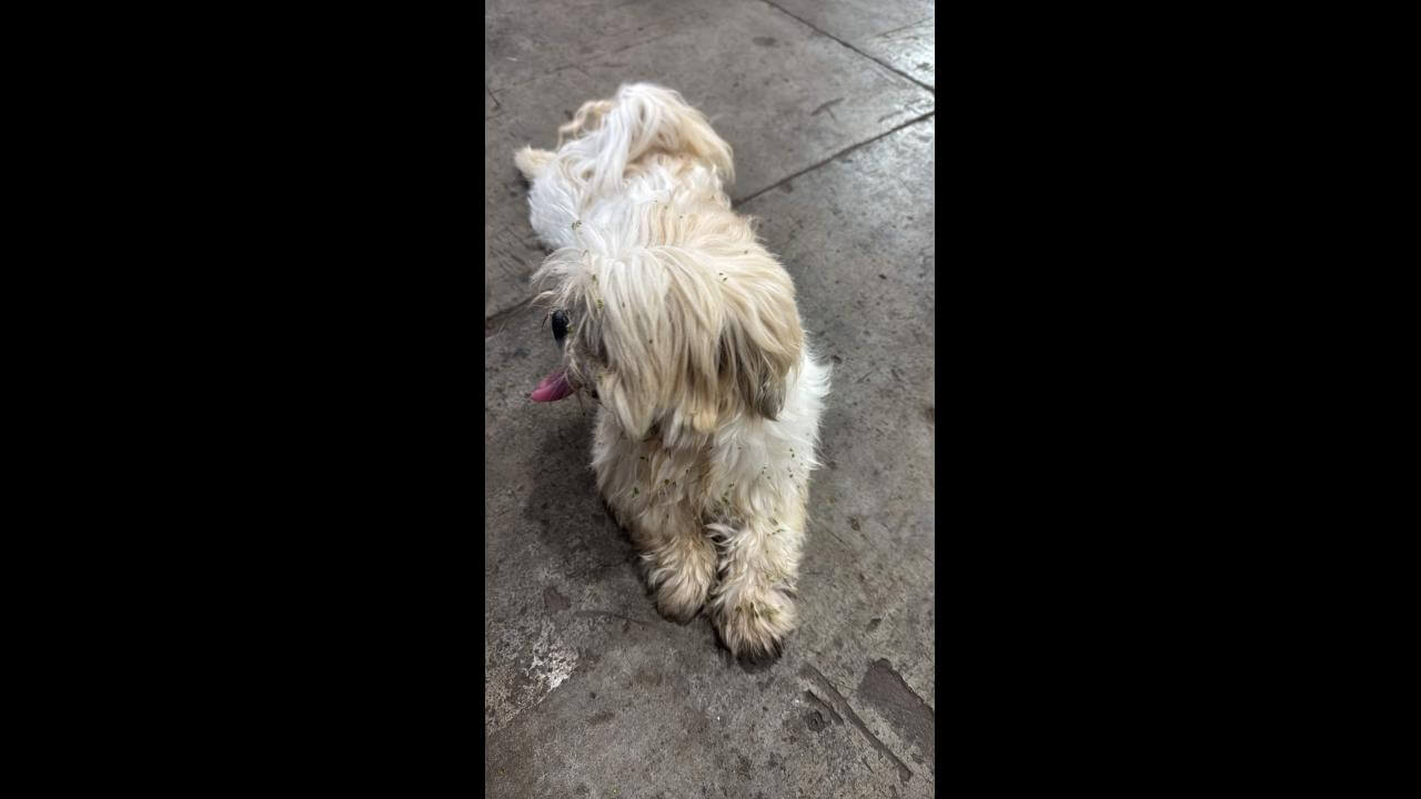 Cachorro é encontrado no bairro Cancelli Cachorro é encontrado no bairro Cancelli