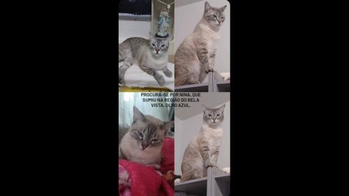 Gata Nina ela é castrada desapareceu no bairro Brasília Gata Nina ela é castrada desapareceu no bairro Brasília