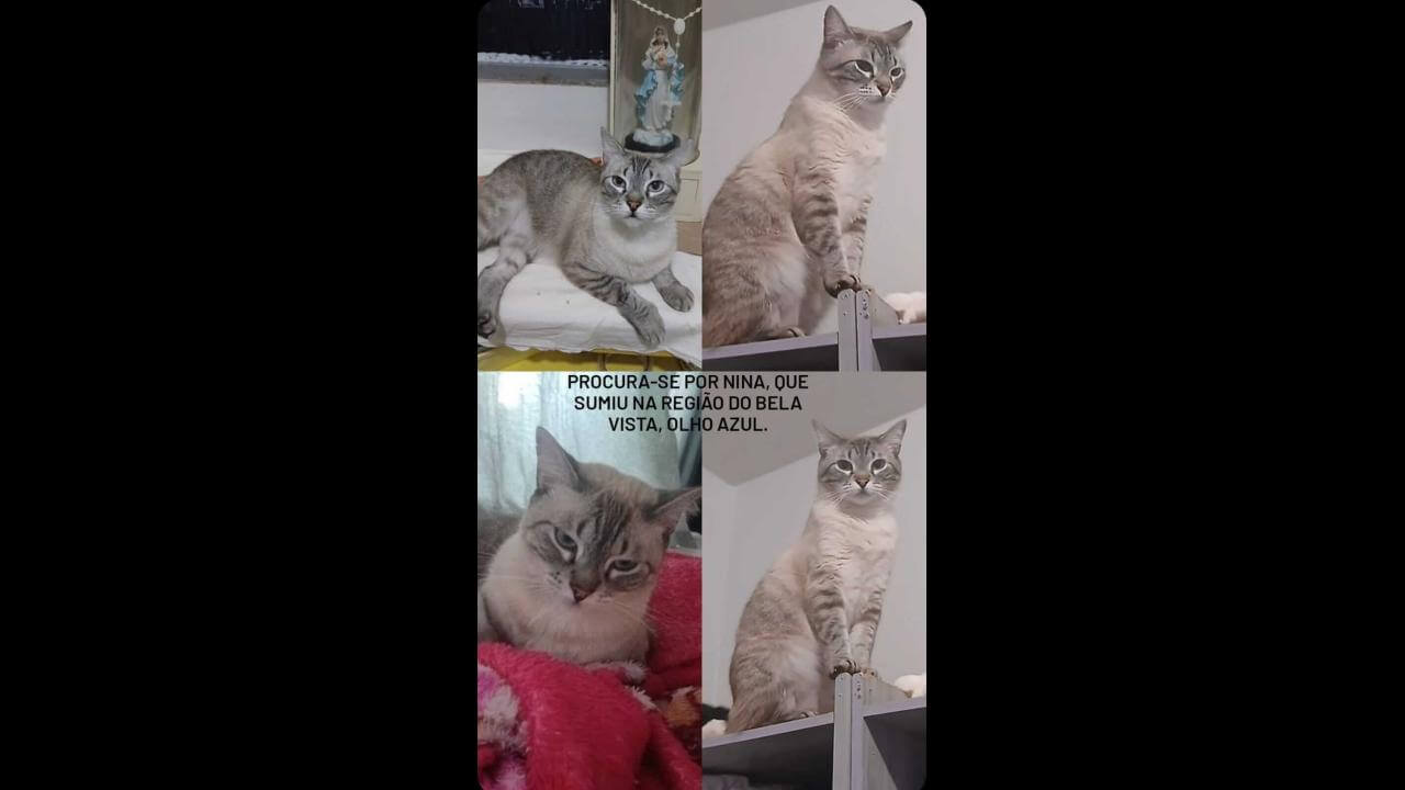Gata Nina ela é castrada desapareceu no bairro Brasília Gata Nina ela é castrada desapareceu no bairro Brasília