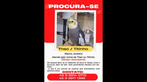 Calopsita Théo/ Titinho desapareceu no bairro Santa Felicidade Calopsita Théo/ Titinho desapareceu no bairro Santa Felicidade