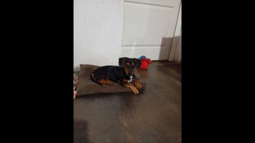 Cachorro é encontrado no bairro Jardim Veneza Cachorro é encontrado no bairro Jardim Veneza