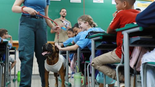 Crianças aprendem sobre guarda responsável em ação do Bem-Estar Animal Crianças aprendem sobre guarda responsável em ação do Bem-Estar Animal