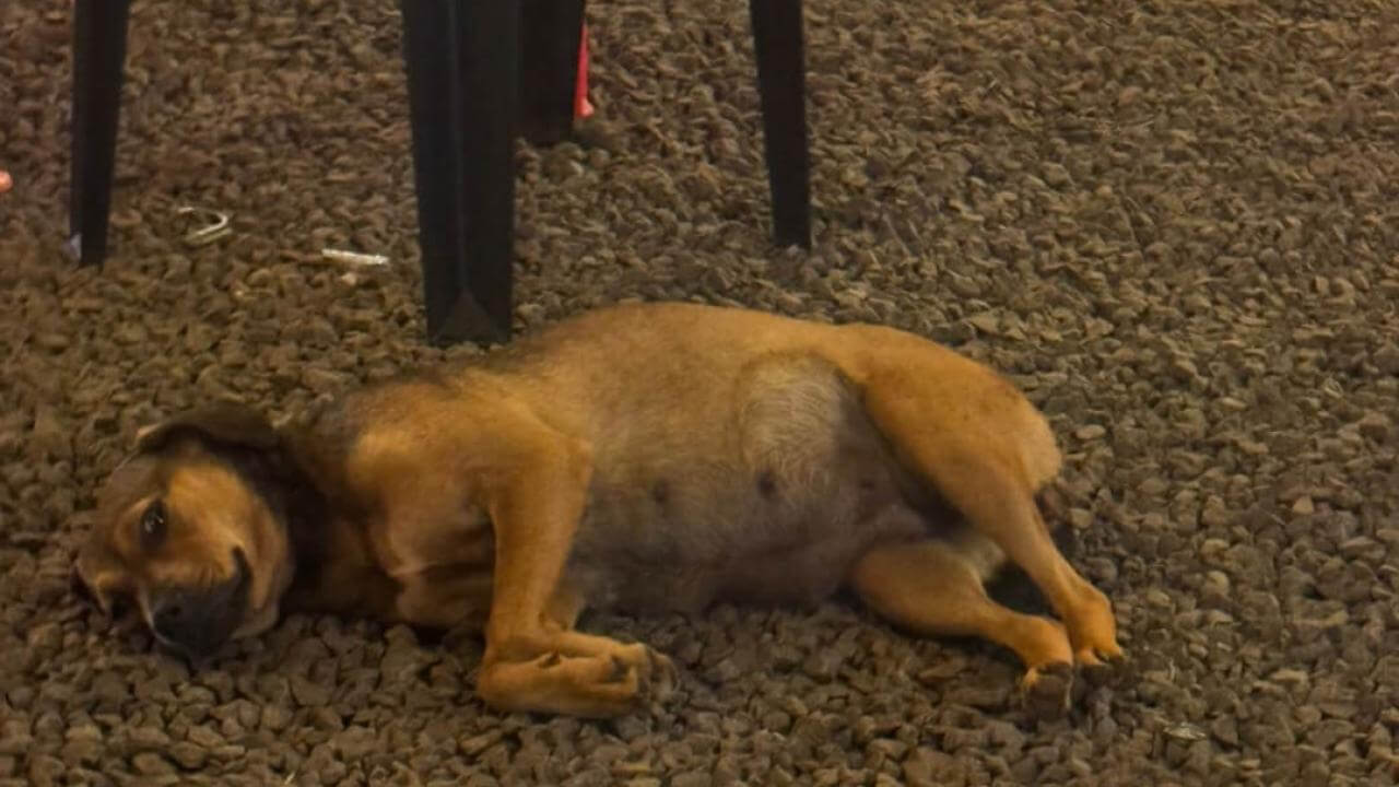 Cachorra Gravidinha desapareceu no bairro Pioneiros Catarinenses