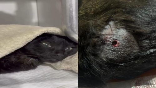 Morre gata Morgana, vítima de disparo, em Toledo