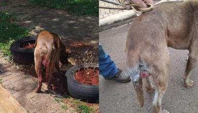 PM é acionada após denúncia de maus tratos contra cachorro no Bairro Brasmadeira Imagem referente a PM é acionada após denúncia de maus tratos contra cachorro no Bairro Brasmadeira