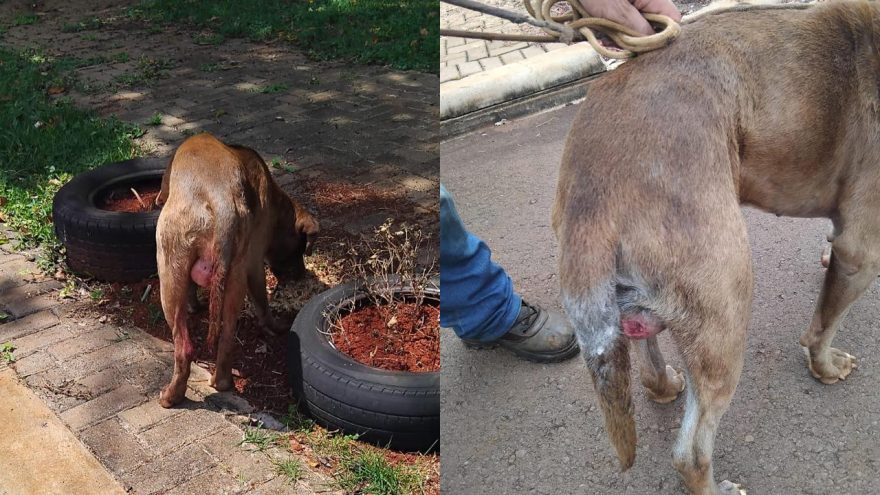 PM é acionada após denúncia de maus tratos contra cachorro no Bairro Brasmadeira