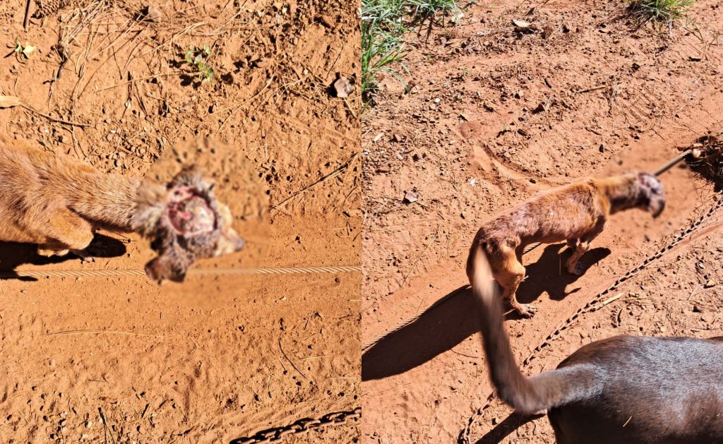 Quando paramos de “ser humano”? Cão é encontrado com a cabeça “aberta” em São João d’Oeste
