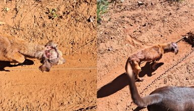 Quando paramos de “ser humano”? Cão é encontrado com a cabeça “aberta” em São João d’Oeste Imagem referente a Quando paramos de “ser humano”? Cão é encontrado com a cabeça “aberta” em São João d’Oeste