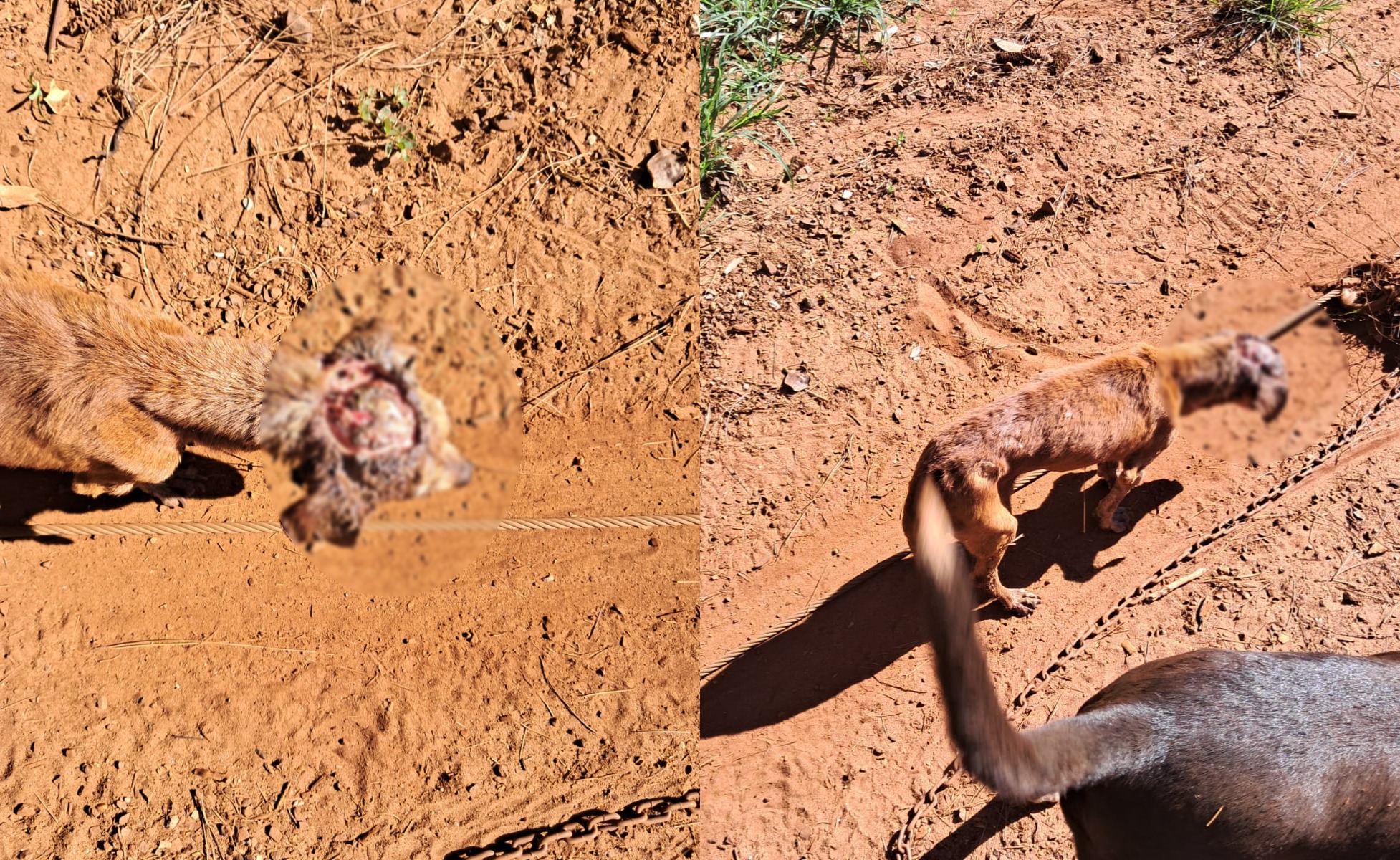 Quando paramos de “ser humano”? Cão é encontrado com a cabeça “aberta” em São João d'Oeste Quando paramos de “ser humano”? Cão é encontrado com a cabeça “aberta” em São João d'Oeste