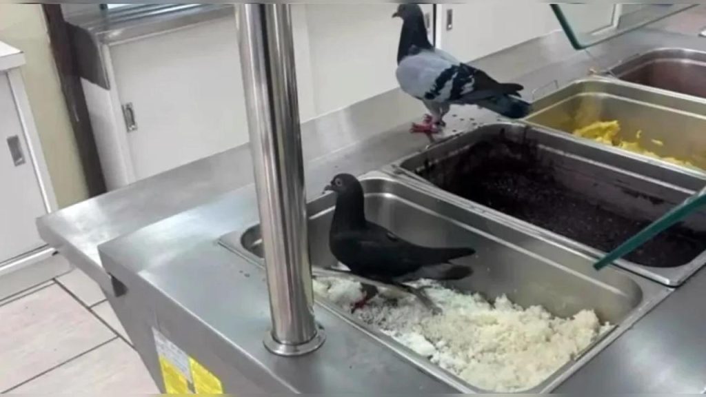 Pais de alunos denunciam presença de pombos e larvas na comida de escola no Paraná