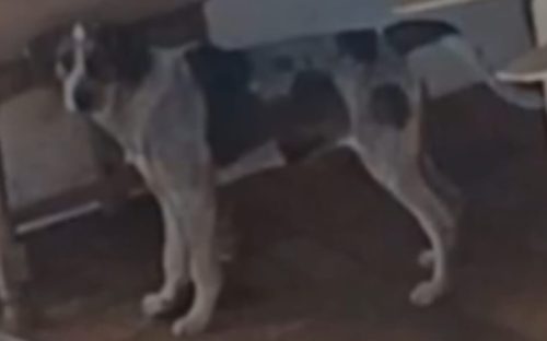 Cachorra Ester desapareceu no bairro Parque Verde Cachorra Ester desapareceu no bairro Parque Verde