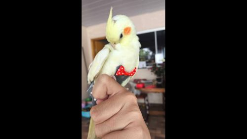 Calopsita Joãozinho desapareceu no bairro Claudete Calopsita Joãozinho desapareceu no bairro Claudete