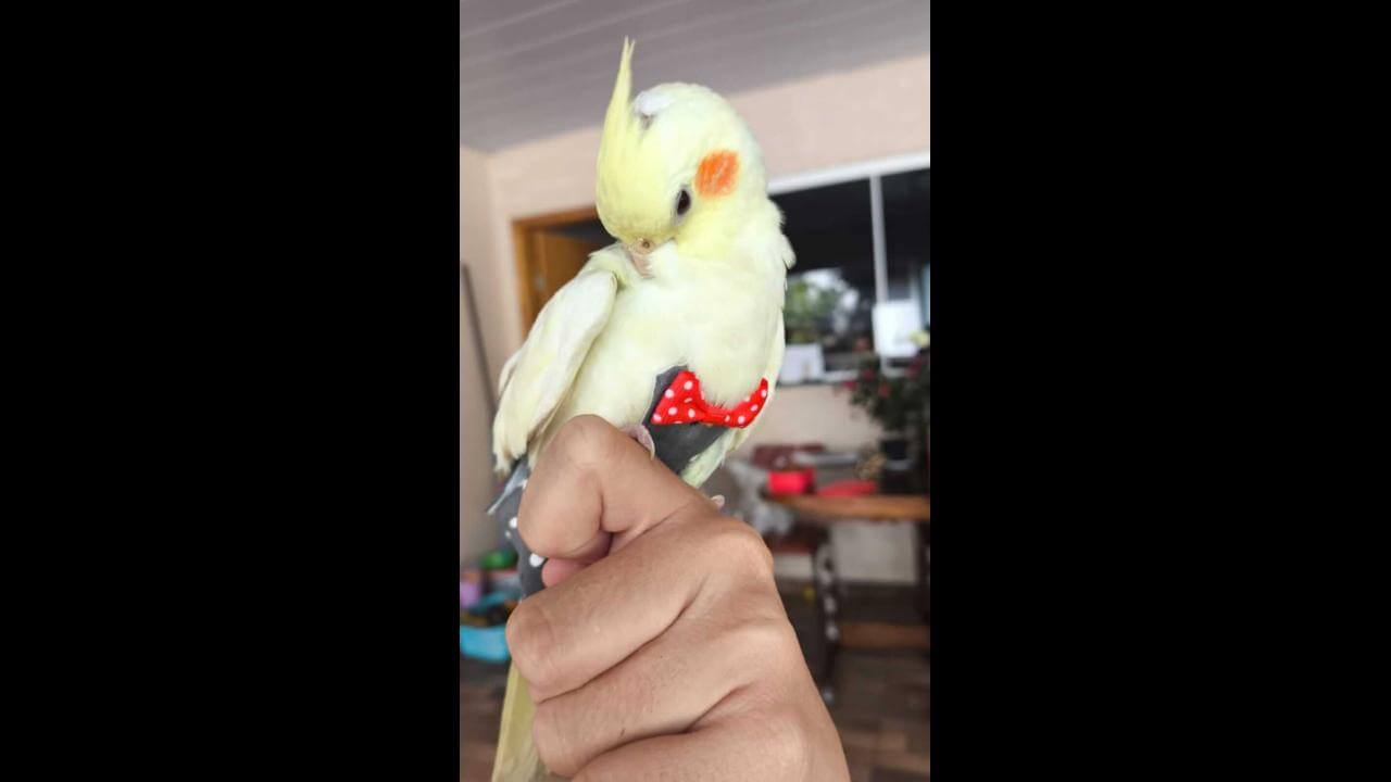 Calopsita Joãozinho desapareceu no bairro Claudete