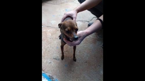 Cachorro é encontrado no bairro Jardim Veneza Cachorro é encontrado no bairro Jardim Veneza