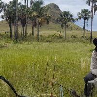 Imagem referente a Estudo indica que Cerrado pode armazenar mais carbono que Amazônia