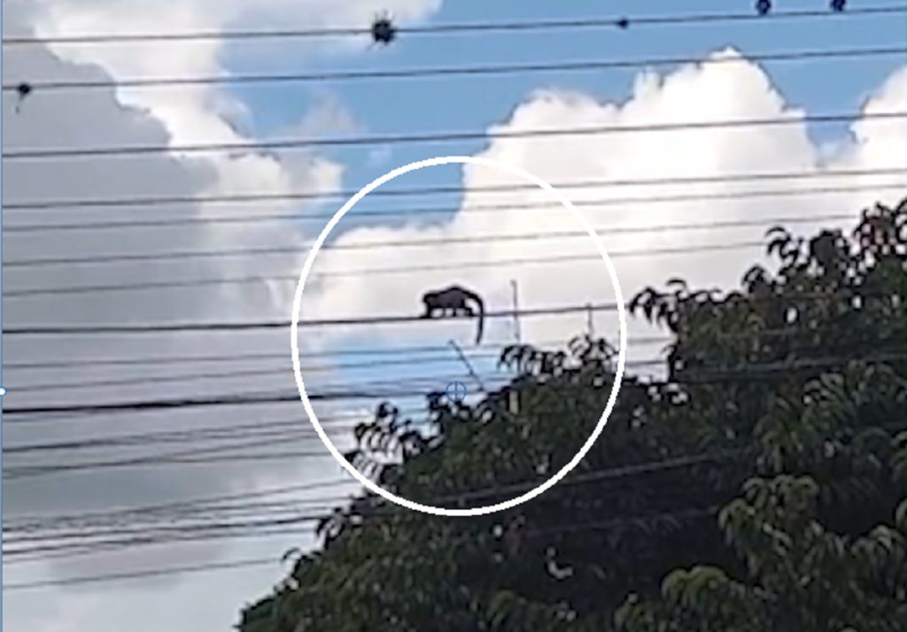 “Cuidado! É um macaco!”: animais caminham por fios de energia e assustam moradores no Bairro Neva