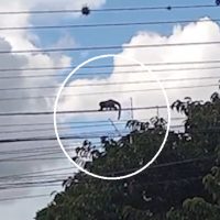 Imagem referente a “Cuidado! É um macaco!”: animais caminham por fios de energia e assustam moradores no Bairro Neva