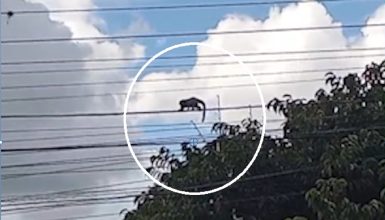 Imagem referente a “Cuidado! É um macaco!”: animais caminham por fios de energia e assustam moradores no Bairro Neva