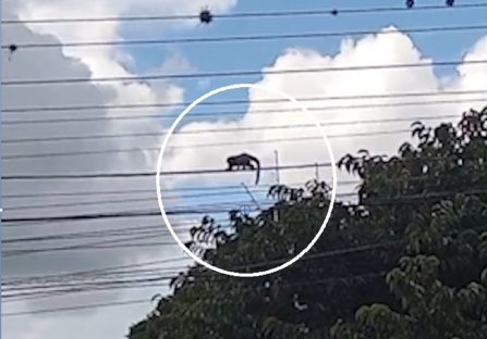 “Cuidado! É um macaco!”: animais caminham por fios de energia e assustam moradores no Bairro Neva