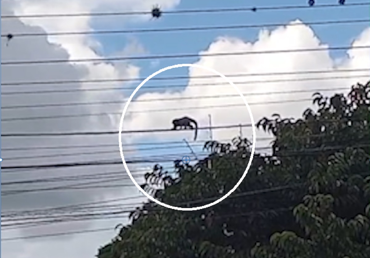 Imagem referente a “Cuidado! É um macaco!”: animais caminham por fios de energia e assustam moradores no Bairro Neva