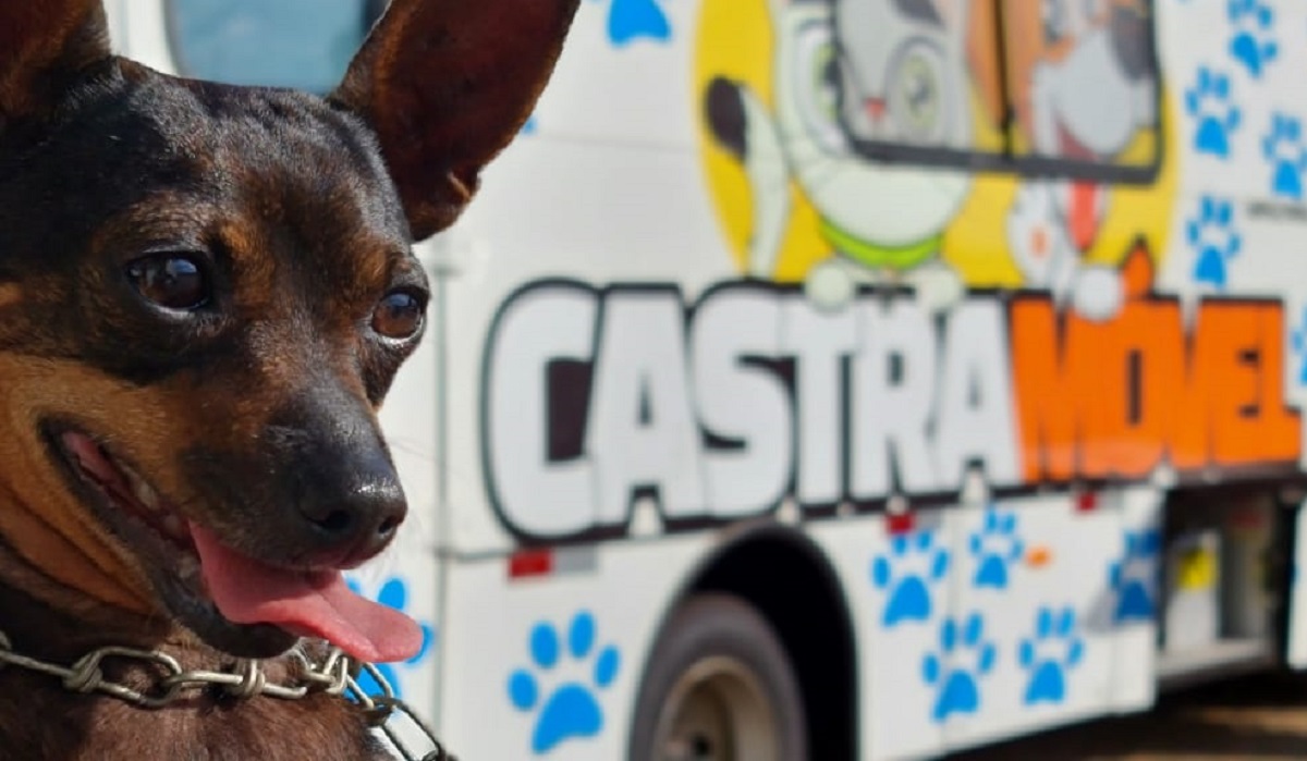 Castramóvel chega ao Interlagos nesta sexta-feira (13) para começar castração gratuita de 80 cães e gatos Castramóvel chega ao Interlagos nesta sexta-feira (13) para começar castração gratuita de 80 cães e gatos
