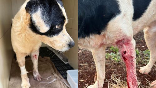 Cão comunitário é atingido por bala perdida durante ataque a tiros no Jardim Europa, em Toledo