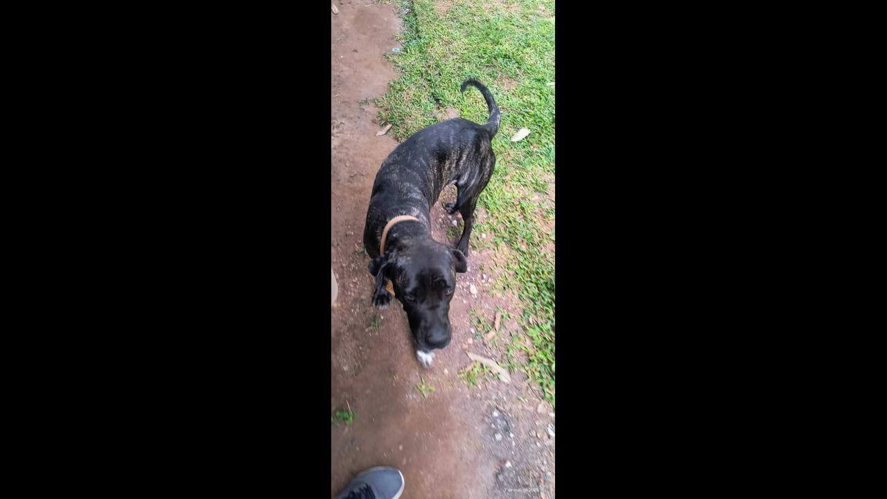 Cachorra Sky desapareceu no bairro Santa Cruz