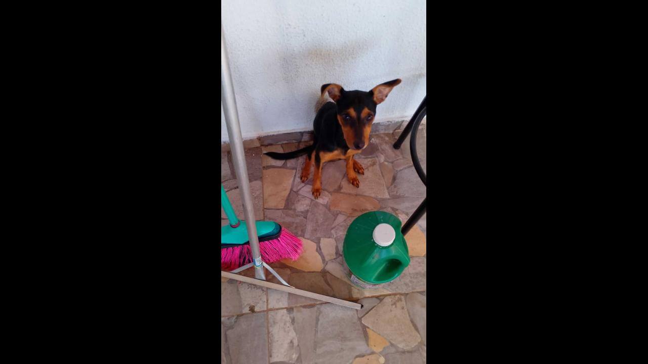 Cachorra é encontrada no bairro Tarumã