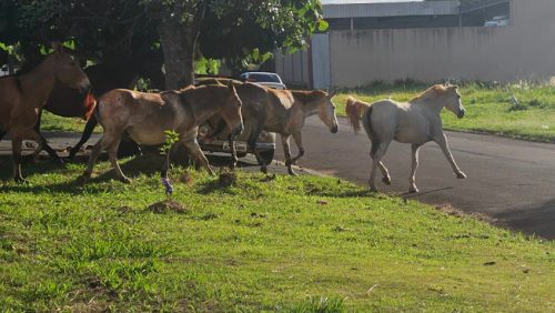Deu quem são os cavalos? Internautas relatam animais soltos próximo da BR-277 em Cascavel