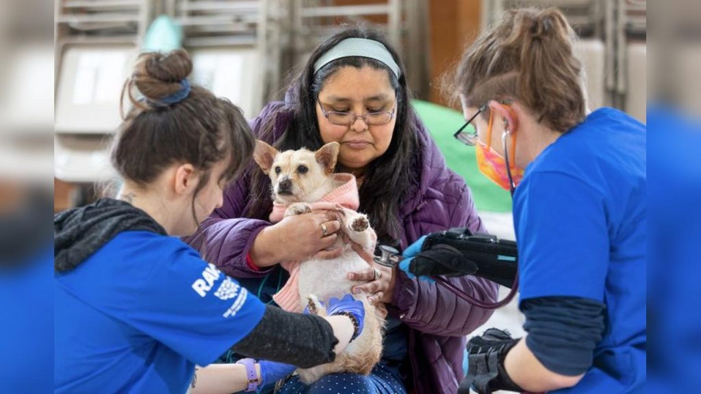 Dia Nacional dos Animais destaca responsabilidade com pets e fauna