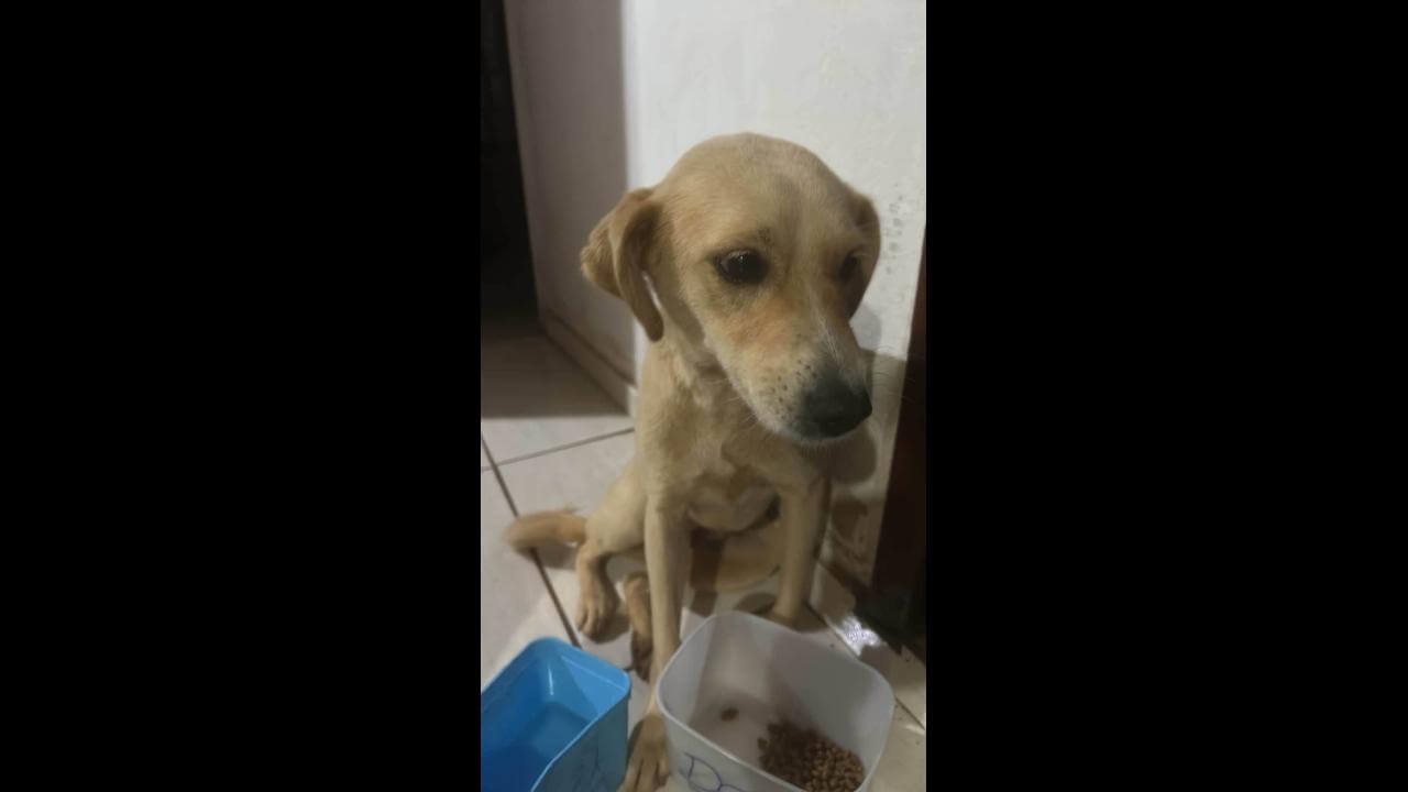 Cachorra desapareceu no bairro Interlagos