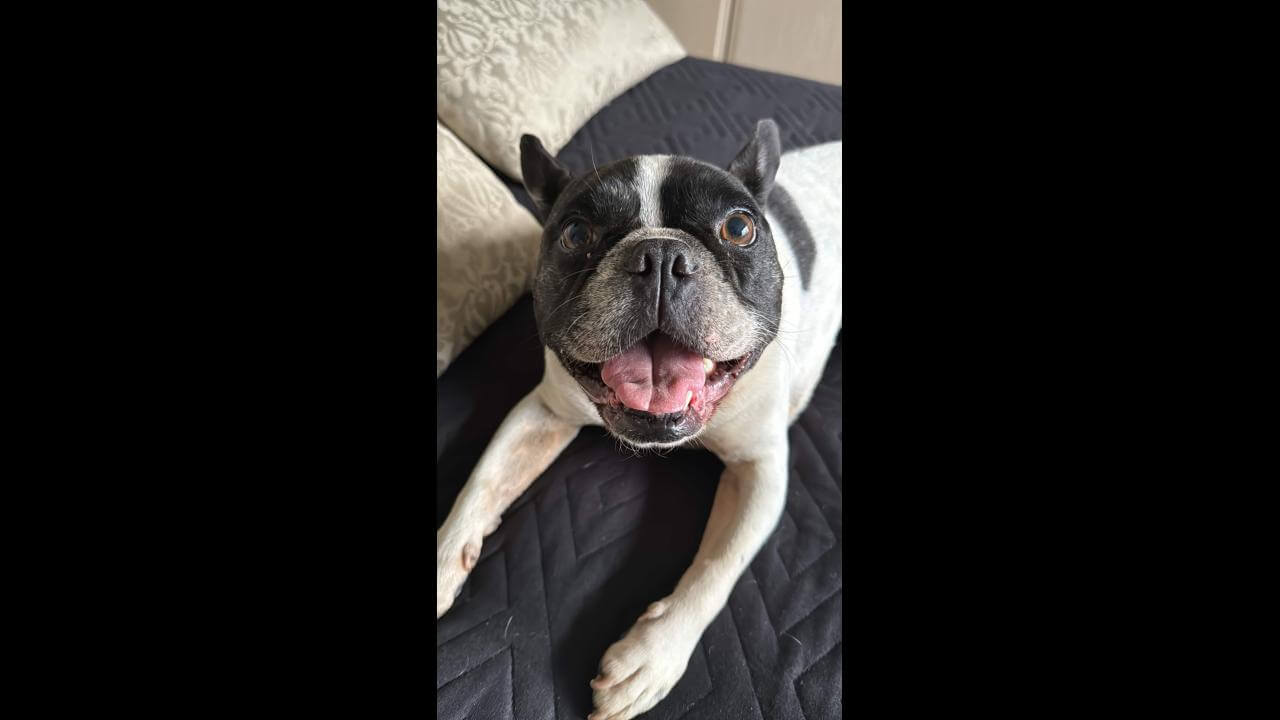 Cachorro Spock desapareceu no bairro Parque Verde