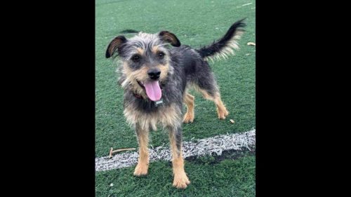 Cachorra Cacau desapareceu no bairro Tropical III Cachorra Cacau desapareceu no bairro Tropical III