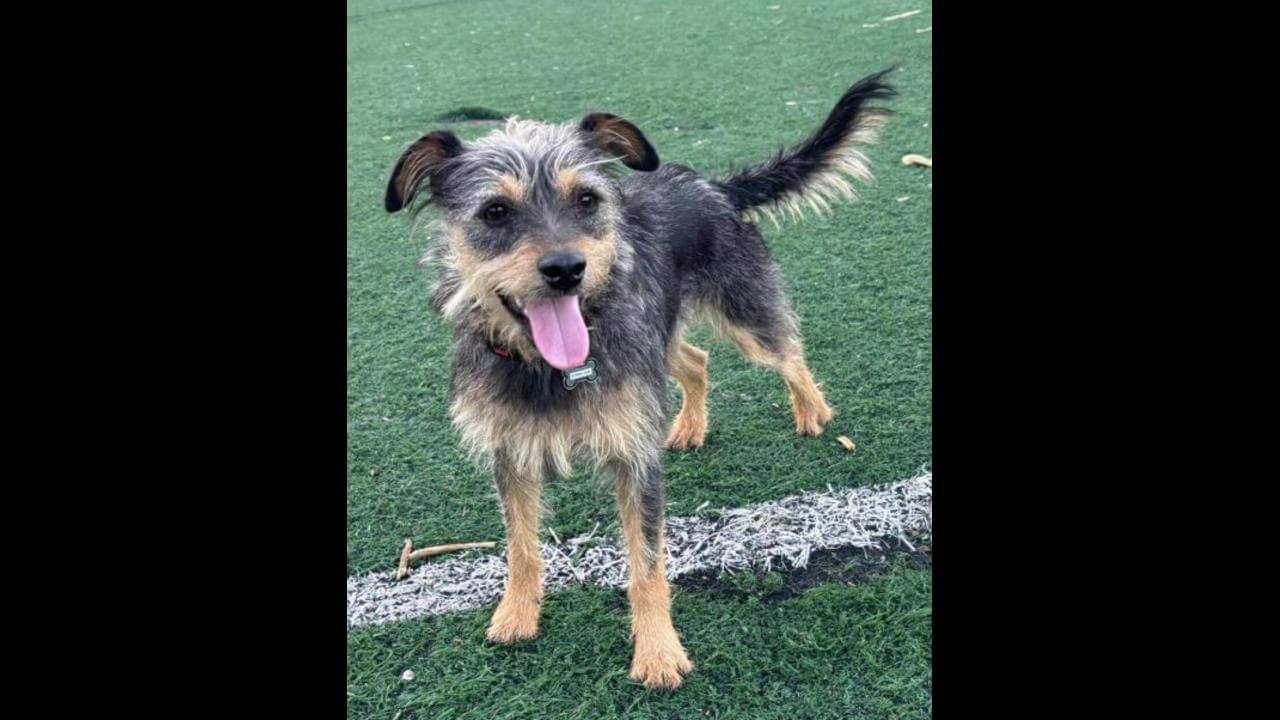 Cachorra Cacau desapareceu no bairro Tropical III