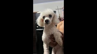 Cachorra é encontrada no bairro Jardim Veneza Imagem referente a Cachorra é encontrada no bairro Jardim Veneza