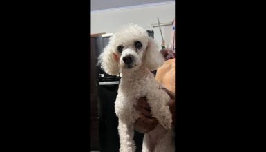 Cachorra é encontrada no bairro Jardim Veneza Imagem referente a Cachorra é encontrada no bairro Jardim Veneza