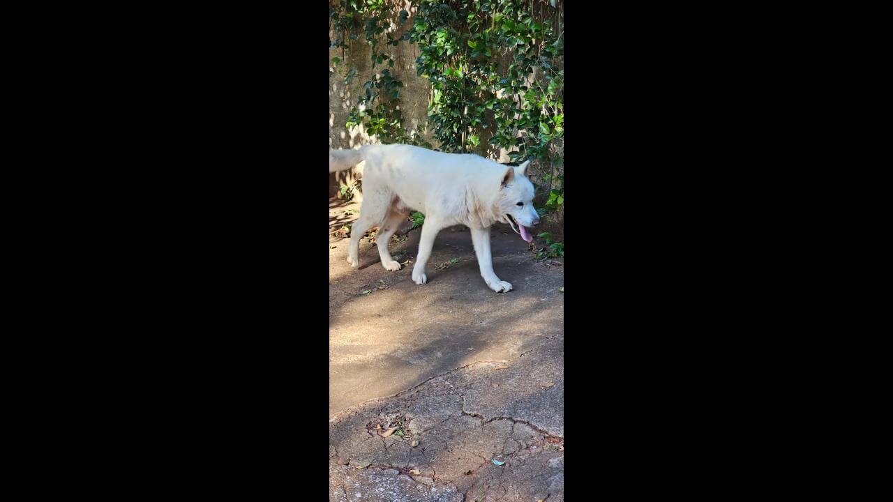 Cachorro é encontrado no bairro Ciro Nardi