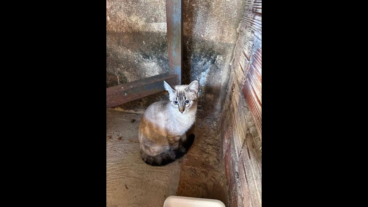 Gata é encontrada no bairro São Cristóvão