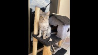 Gato Simba desapareceu no bairro Claudete Imagem referente a Gato Simba desapareceu no bairro Claudete