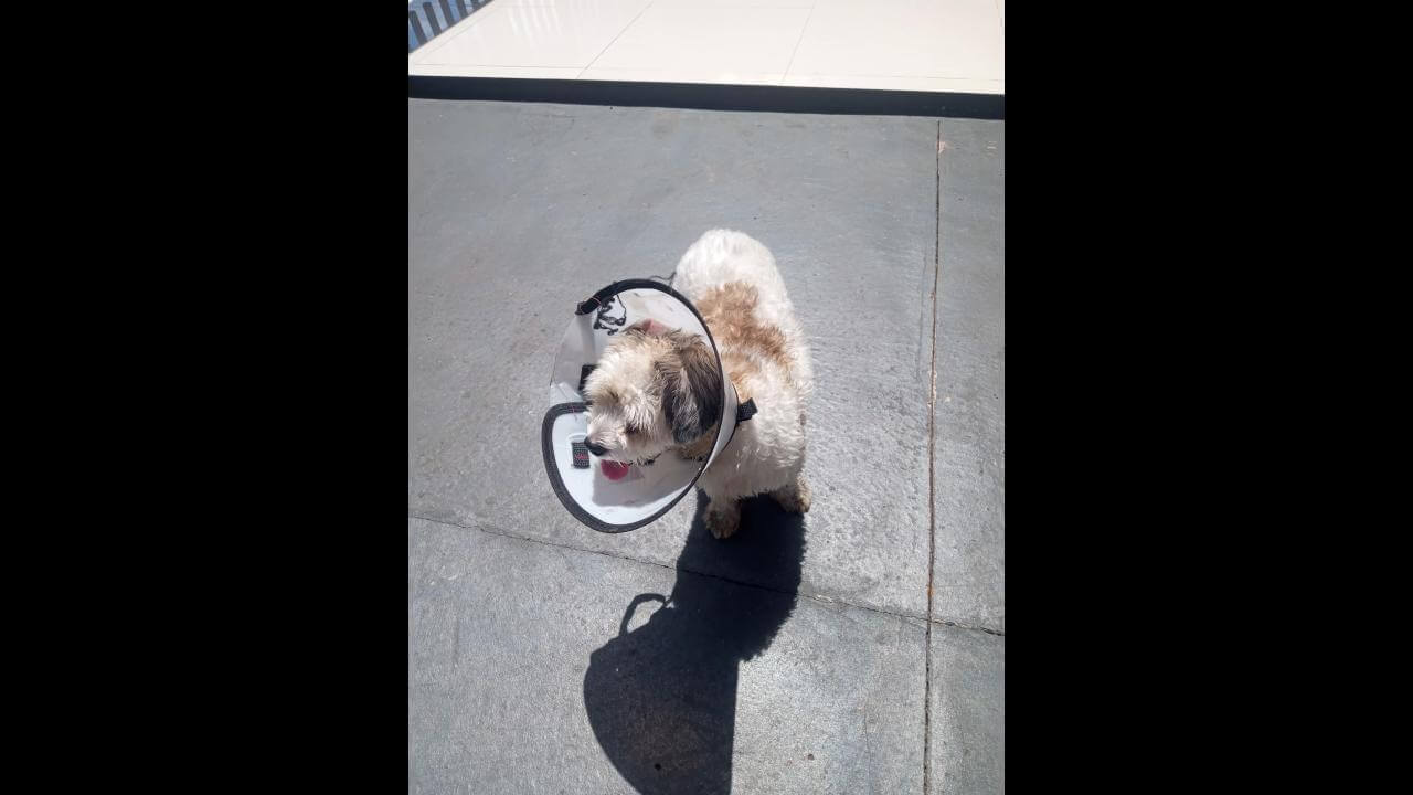 Cachorra é encontrada no bairro Brasília