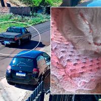 Gato é atropelado e família pede ajuda para custear atendimento veterinário Imagem referente a Gato é atropelado e família pede ajuda para custear atendimento veterinário